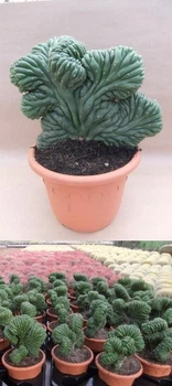 Цереус Trichocereus pachanoi cristata (22575a) - Supergreeny - арт. 00000004420