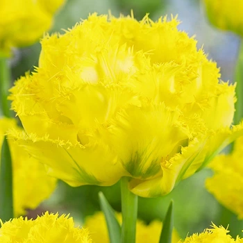 Цибулини Яскрава Тюльпан Махровий + Оторочений Lemon Shoot (61620) (3шт)