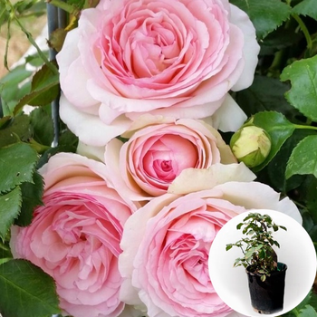 Роза в горщику Red Eden Rose (Ред Еден Роуз) саджанець у плівці Matla Flowers