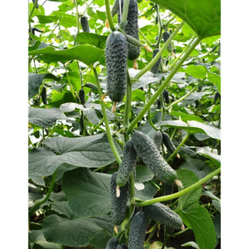 Огурец Лютояр F1 10 шт Yuksel Seed Турция