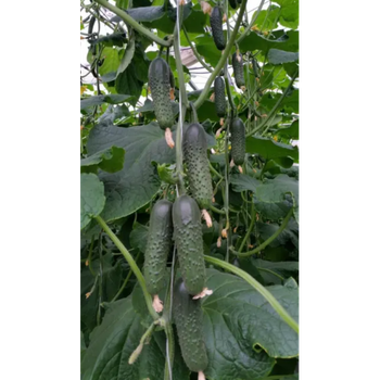 Огурец Спино F1 10 шт Syngenta Голландия
