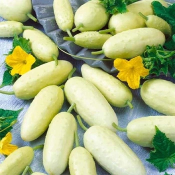 Огурец Белое чудо 1 г ТМ Вкусный