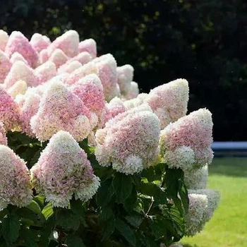 Гортензия метельчатая Мэджикал Свит Саммер (Magical Sweet Summer) Р13 (2л)