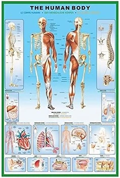 Постер THE HUMAN BODY MAXI 61cm x 91.5cm