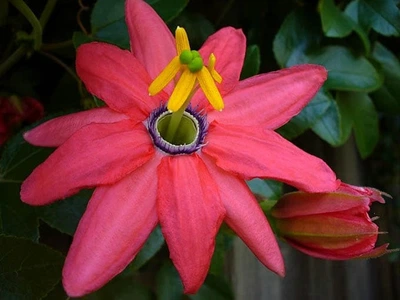 Пассифлора банановая, маракуйя нежнейшая (Passiflora molissima), семена 10 шт