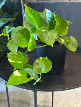 Епіпремнум золотий Epipremnum aureum 12/35 см