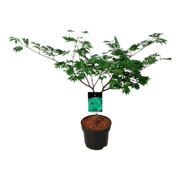 Японський клен Acer Palmatum Aconitifilium, висота 60-80см, об`єм горщику 3,5л
