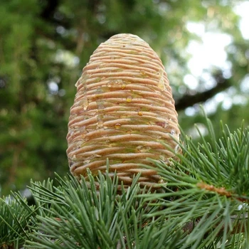 Кедр гималайский Cedrus deodara, семена 5 шт