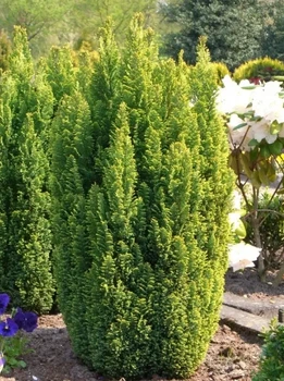Кипарисовик Лавсона 'Ellwood's Gold' горщик С1.5