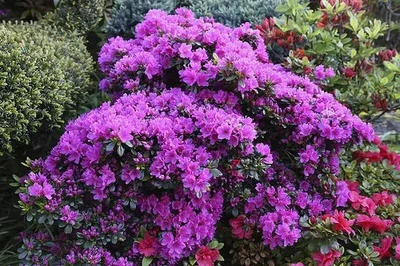 Азалія японська Geisha Purple горщик С1.5