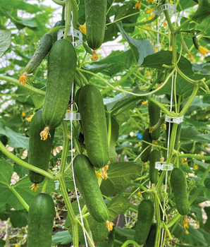 Огірок "Коник F1" ТМ "GL Seeds" 0,5 г