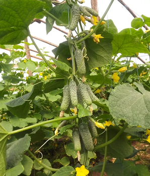 Огірок "Виноградне гроно" ТМ "GL Seeds" 3 г.