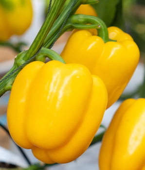 Перець солодкий "Каліфорнійське диво жовте" ТМ "GL Seeds" 0,25 г.