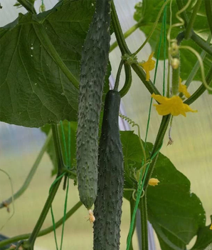 Огірок "Алігатор F1" ТМ "GL Seeds" 0,5 г.