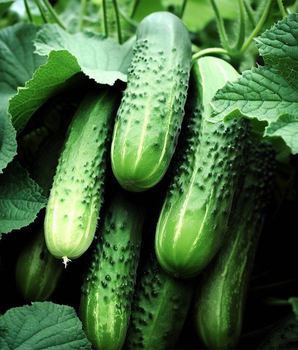 Огірок "Закуска" ТМ "GL Seeds" 0,5 г.