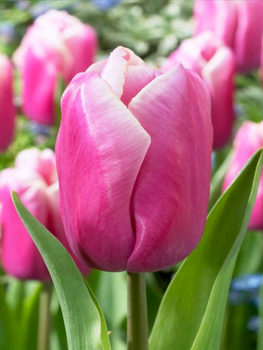 Тюльпан Holland Beauty (2 шт. в упаковці)