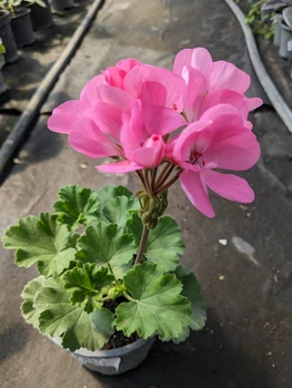 Зональна пеларгонія Dolce Vita Anne Pink, доросла квітуча рослина