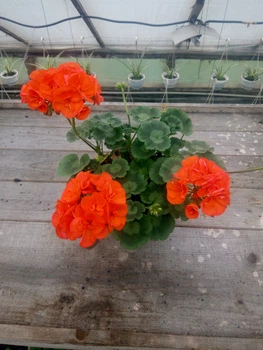 Зональная пеларгония Trend Aurora Orange, саженец в 100-граммовом стаканчике