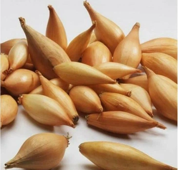 Озимый лук севок Бирнформиг 500 г фракція 8/16 Triumfus Onion Products