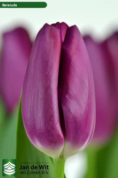 Тюльпан Baracuda 15 шт Голландія