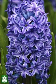 Гіацинт Blue Jacket 50 шт Голландія