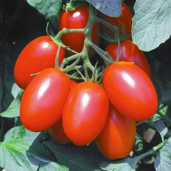 Семена томатов Шарада, 0,2 г