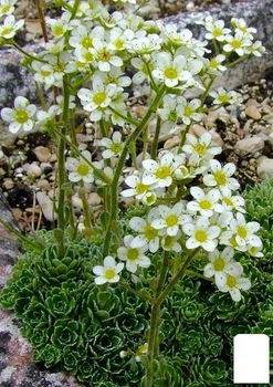 Камнеломка метельчатая "Minima" (182636)