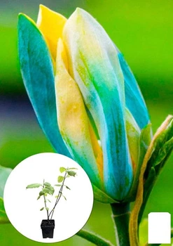 Магнолия привитая 4-х летняя гибридная "Blue Opal" (высота 50-70см) (146261)