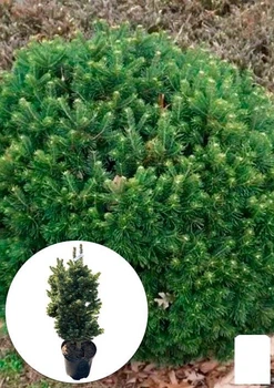 Пихта субальпийская "Green Globe" (ком/сетка) высота 60-70 см (185203)