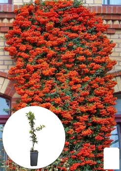 Пираканта "Orange Glow" 3-х летняя (высота 60-80см) (184990)