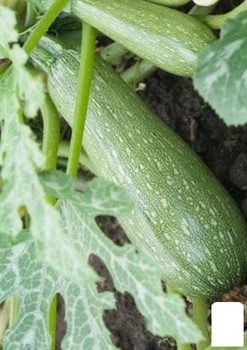 Кабачок "Дженовезе" (Зипер) Agro-Market 5г (183093)