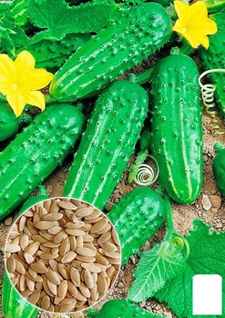 Огурец "Пальчик" Agro-Market 0.5г (10532)