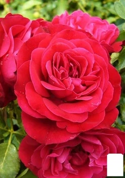 Роза штамбовая "Rouge Meilove" (саженец класса АА+) высший сорт (182858)