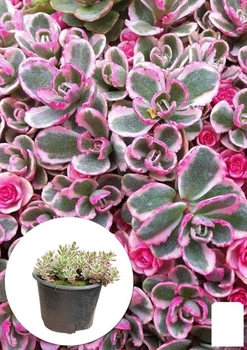 Очиток "Tricolor" (Sedum spurium) (185601)