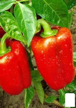 На развес Перец "Арчи" Agro-Market цена за 1г (183852)