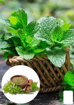 М'ята Коріандрова "Mentha gracilis" (184016)
