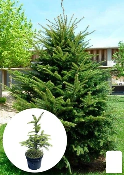 Пихта Европейская белая 5-и летняя (Abies alba) С5, высота 30-40 см (184167)