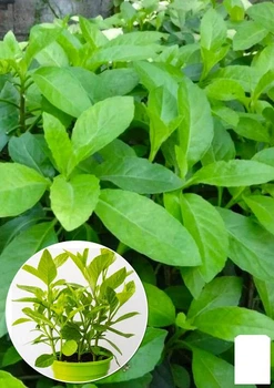 Джинура Procumbens (шпинат долголетия) (184829)