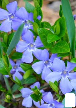 Барвинок малый "Vinca minor" вазон С2 (115625)