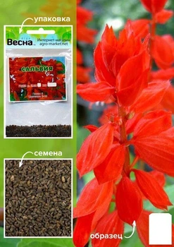 Сальвия блестящая красная (Зипер) Agro-Market 0.3г (12095)