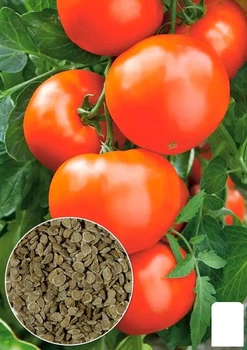 На вагу Томат "Леді Досконалість" Agro-Market ціна за 1г (178273)