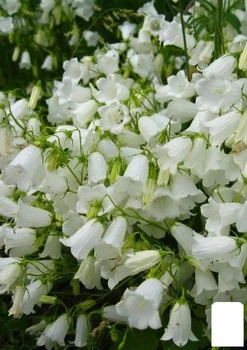 Кампанула "Jingle White" (183656)