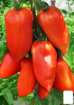 На вагу Томат "Корнабель" Agro-Market ціна за 1г (183854)