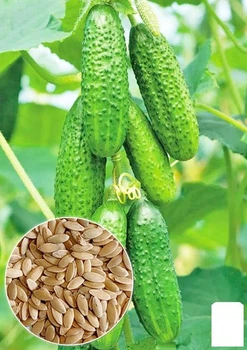 Огурец "Фаворит" Agro-Market 0.5г (18818)