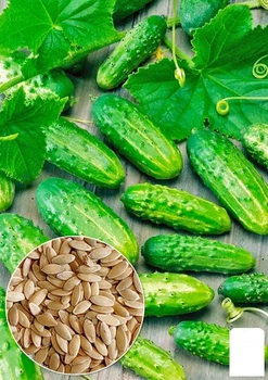 Огурец "Форум F1" Agro-Market 0.2г (18602)