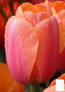 Тюльпан "Apricot Impression" (186321)