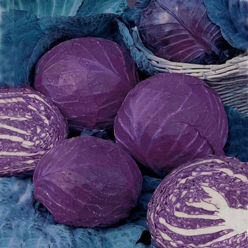 Семена капусты краснокочанной Топарани Legutko Агропак 0,5 г