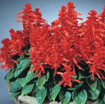 Семена сальвии Алегро Gl Seeds 0,1 г