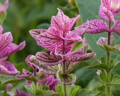 Семена сальвии Клариса Gl Seeds 0,25 г