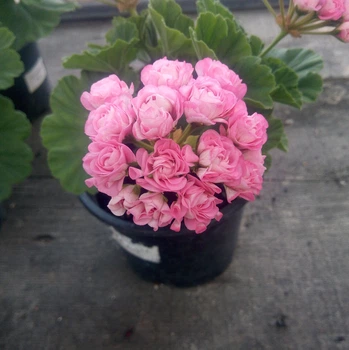 Розебудная пеларгония Swanland Pink (Australien Pink Rosebud), саженец в 100-граммовом стаканчике